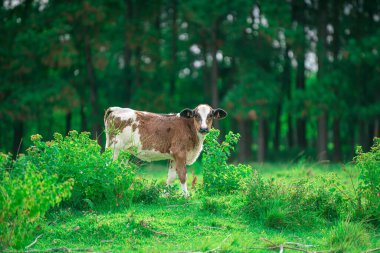 Genç inek. Süt sürüsüyle Holstein.