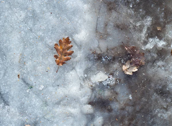 Inverno d'autunno. Foglia d'acero su una neve bianca in stagione invernale, hoarfrost. Foglie d'acero caduta sulla neve, sfondo naturale. — Foto Stock