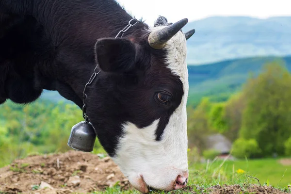 Portrait de vache Holstein mangeant de l'herbe. Gros plan d'une vache laitière noire et blanche. — Photo