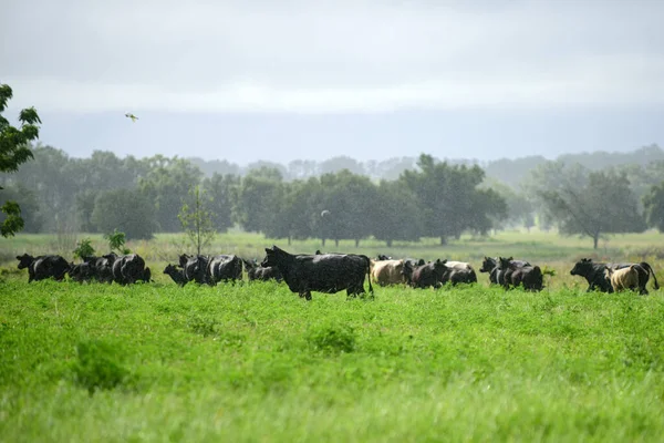 Dobytek na venkově. Stádo krav na letním zeleném poli. — Stock fotografie