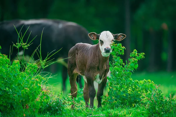 Mała krowa na zielonej trawie. Cielę ze stadem bydła mlecznego. — Zdjęcie stockowe
