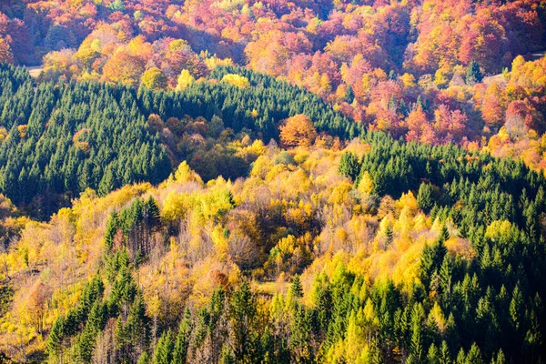 秋の森の自然。カラフルな葉。秋の山の風景. — ストック写真