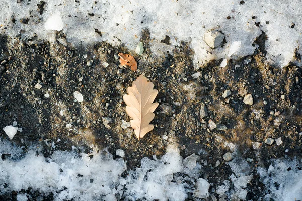 Inverno d'autunno. Prima neve, cadono fiocchi di neve. Foglia d'acero ghiacciata nel giorno nevoso per sfondo. — Foto Stock