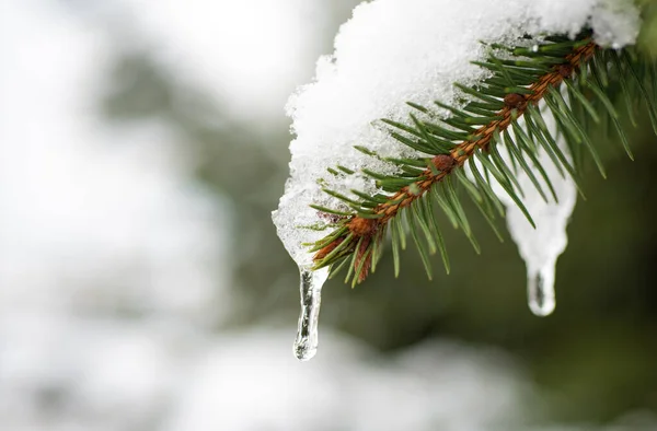 Atributos de Ano Novo. Ramos de abeto frescos. Bela paisagem de inverno com árvores cobertas de neve . — Fotografia de Stock