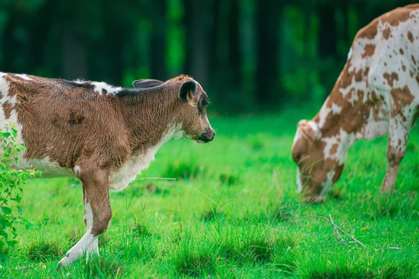 Kráva pojídající trávu. Stádo krav na farmě. — Stock fotografie