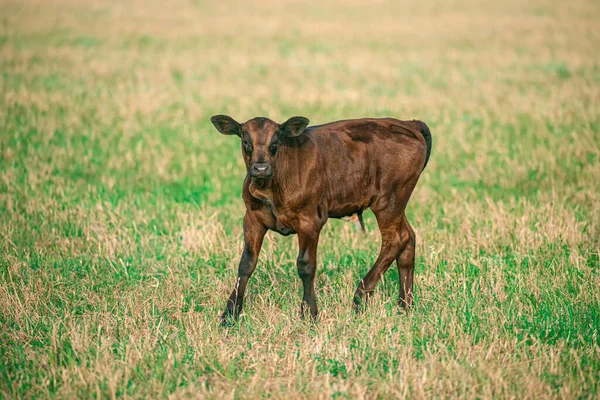 Bastante pequeño becerro de pie solo en el pasto verde. —  Fotos de Stock