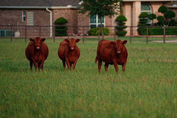 Barna tehén zöld fű háttér. Tejelő tehenek. — Stock Fotó