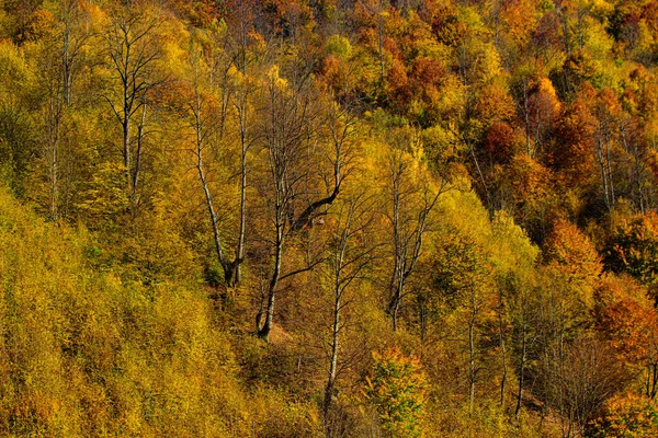 紅葉の木。美しいオレンジと赤の秋の森。秋の風景です。秋の季節. — ストック写真