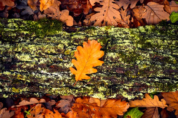 秋の紅葉、カエデの葉. — ストック写真