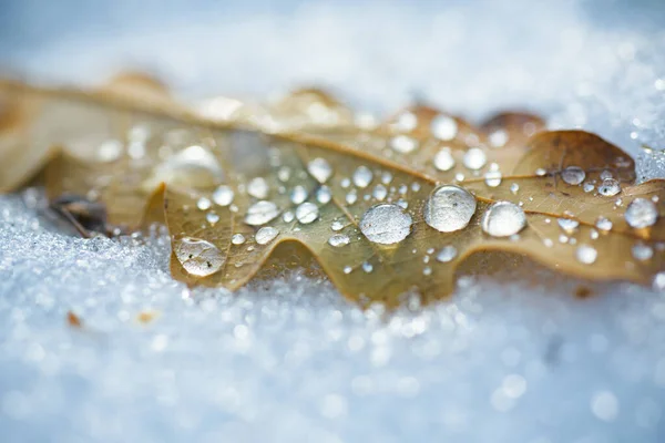 Feuille d'automne givrée. Feuille congelée fond naturel. — Photo