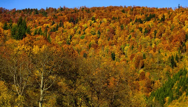 Höstskogsnatur. Höstlandskap med gula träd. Färgglada lövverk i skogen. — Stockfoto