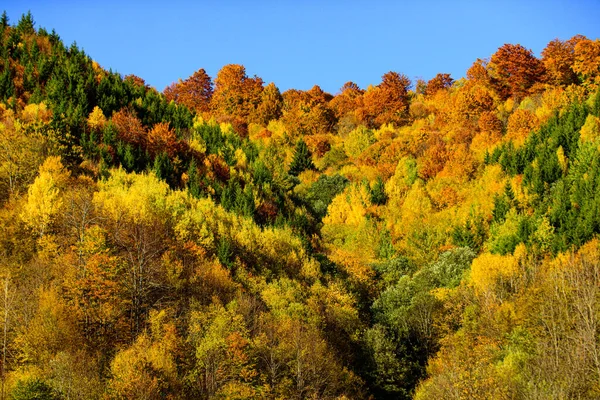 화려 한 잎들. 삼림의 자연 경관. 가을 시즌. 노란 단풍나무 잎. — 스톡 사진