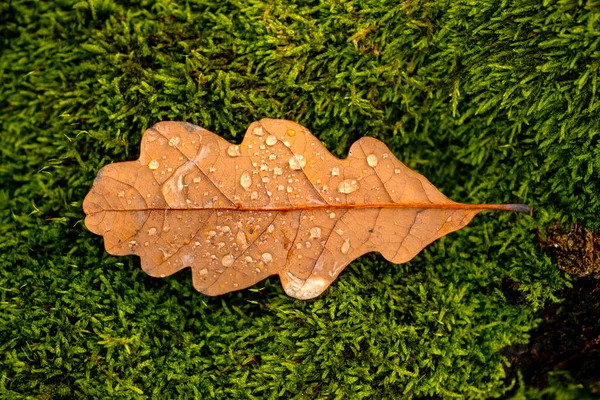 Jesienny liść na zielonej trawie, makro zbliżenie. Koncepcja jesieni zewnętrznej. — Zdjęcie stockowe