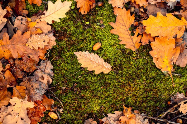 Automne. Feuilles d'automne dans l'herbe. Feuilles d'érable d'automne colorées. — Photo
