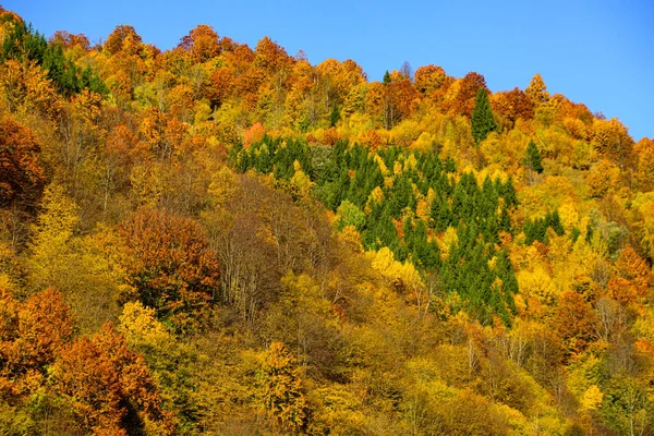 노란 홍당무 벽지. 가을 숲의 자연. — 스톡 사진