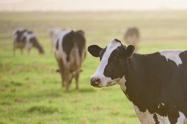 Holstein ineği. Gün batımında inekler. Güneşli bir günde çayırdaki mutlu yalnız inek.