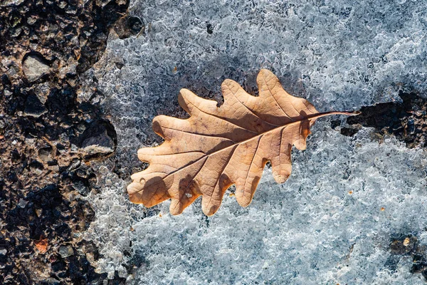 Folha de bordo de outono na neve, de perto. Folha de queda gelada. Folhas de bordo congeladas no fundo da neve. — Fotografia de Stock