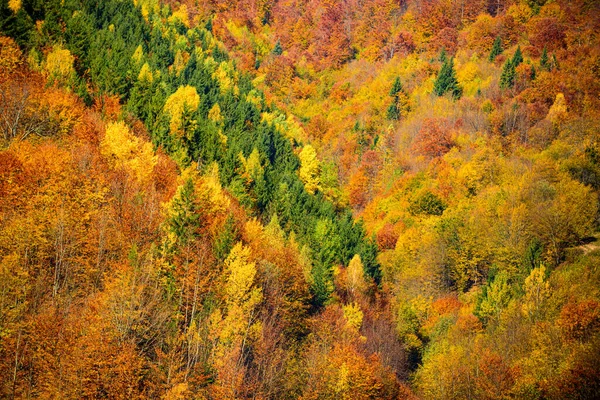 Осенний лес. Красивый осенний пейзаж с желтыми деревьями. — стоковое фото