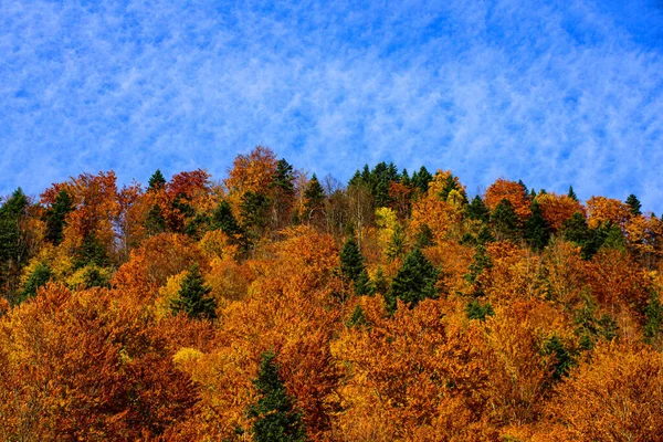 Őszi erdei természet. Színes lombozat. Gyönyörű őszi táj sárga fákkal. Lehulló levelek természetes háttér. — Stock Fotó