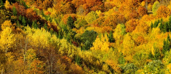 美しいカラフルな紅葉。公園内のカラフルな葉。落下は自然の背景を残し. — ストック写真