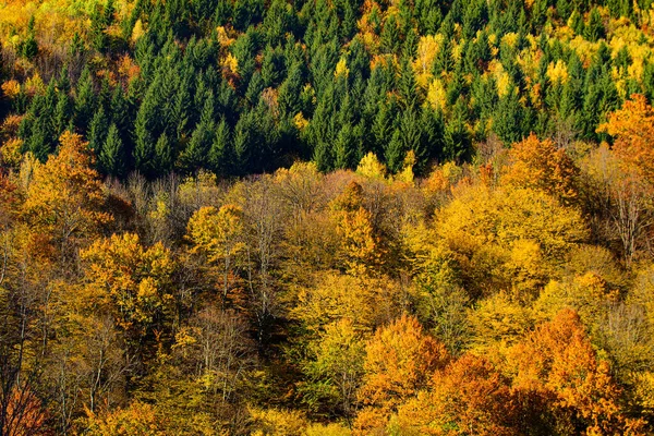秋の季節。黄色の赤と緑の秋の壁紙。秋の森の自然. — ストック写真