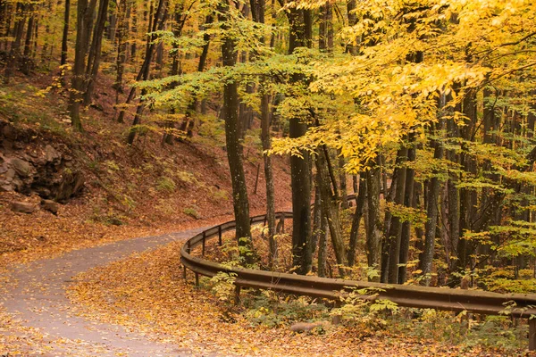 道路の景色を残します。秋の森の自然。秋の公園路地ベンチ秋の風景。秋の季節. — ストック写真