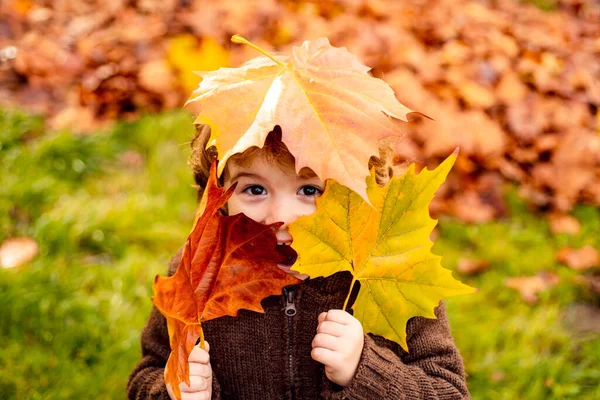 快乐的小男孩，公园里有一片鲜红的黄叶. — 图库照片