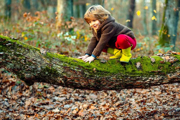 작고 귀여운 소년이, 가을에 스웨터를 입고 나무에 오르고 있습니다. 자연의 가을 시간. 옥외에서 노는 아이들. — 스톡 사진