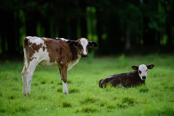 Теленок и Корова на зеленом лугу. Высокогорный телёнок, лежащий на высокой траве. — стоковое фото