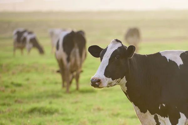 Holsteinische Kuh. Kühe bei Sonnenuntergang. Glückliche Einzelkuh bei sonnigem Tag auf der Weide. — Stockfoto