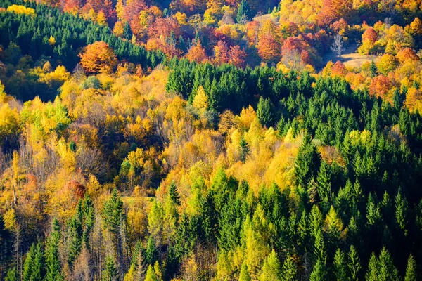 Красивый осенний пейзаж с желтыми деревьями. — стоковое фото