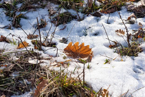 Feuilles d'automne des arbres dans les premiers jours de l'hiver. Première neige, feuille d'automne, feuilles d'érable congelées, fond naturel. — Photo