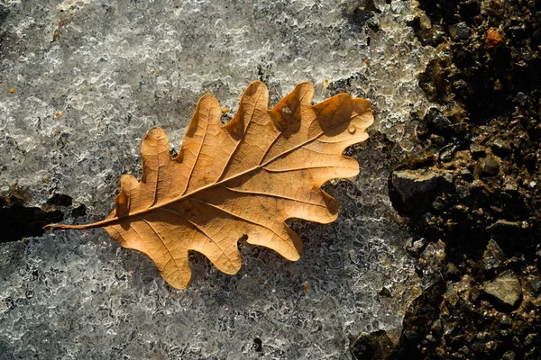 Autunno-inverno. Foglia d'acero ghiacciata nel giorno nevoso per sfondo, primo piano. — Foto Stock