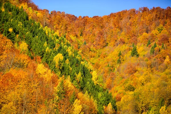 Höstskogsnatur. Färgglada lövverk i skogen. — Stockfoto