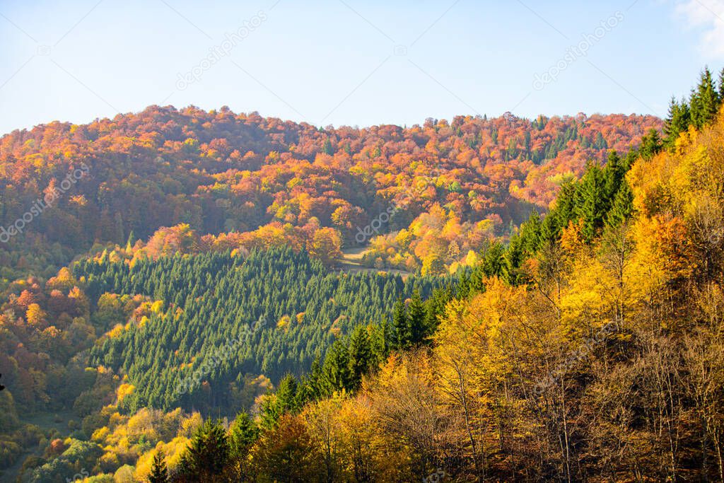 Beautiful yellow trees, forest nature. Autumn andscape texture, autumnal background.