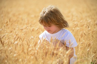 Yazın buğday tarlasında bir çocuk.