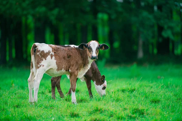 Vache avec troupeau laitier. Veau sur champ d'herbe verte. — Photo