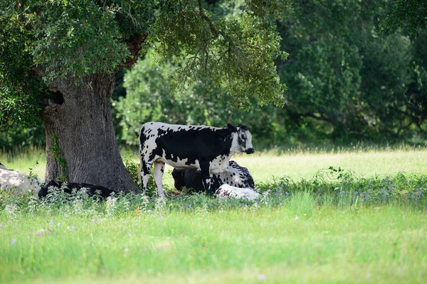 Ko på fältet. Begreppet färsk komjölk. — Stockfoto