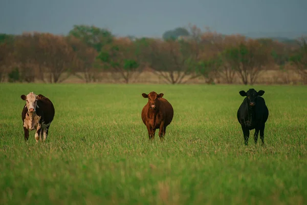 Troupeau de vaches broutant dans un pâturage en été. — Photo