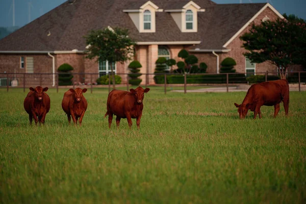 Vache brune sur fond d'herbe verte. Vaches à la campagne En plein air. — Photo