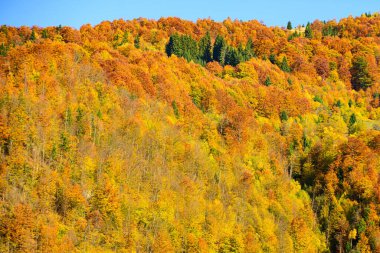 Sonbahar zamanı dağların manzarası. Orman dokusu, sonbahar arkaplanı.
