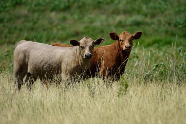 Çok şirin yeni doğmuş Holstein buzağı çimlerin üzerinde yatıyor.