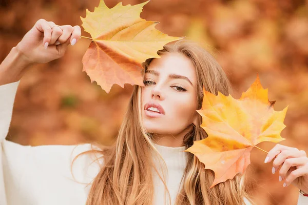 Menina loira bonita mantém uma folha amarela de outono perto do rosto. Moda retrato mulher esconde seu rosto amarelo bordo folhas. — Fotografia de Stock