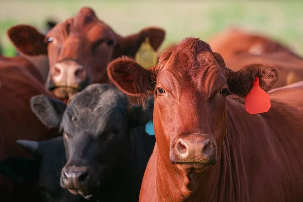 Close up of dairy cow. Cows on a pasture. — Stock Photo, Image