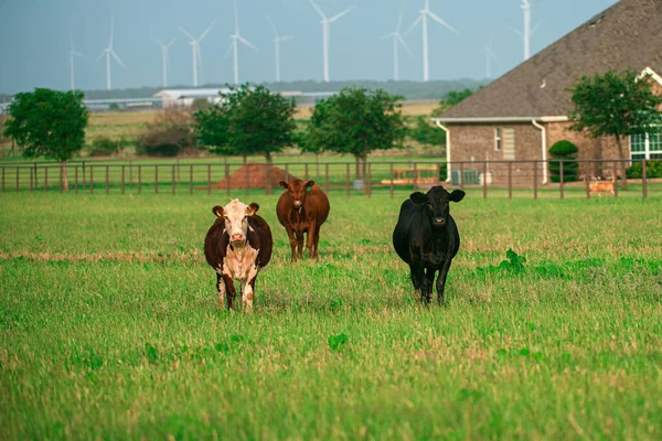 Vacas no Campo Ao Ar Livre. paisagem com rebanho de vaca pastando no campo verde com grama fresca. — Fotografia de Stock