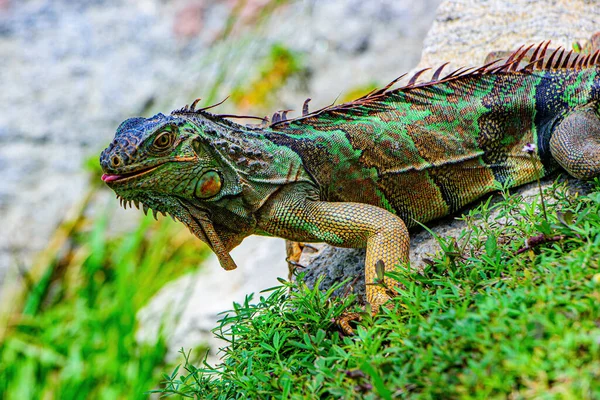 Iguana dragon. Green lizards iguana. — Stock Photo, Image