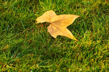 Yeşil çimenlerin üzerinde renkli sonbahar akçaağaç yaprakları.