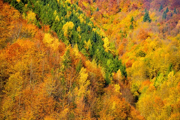 Пейзаж гор в осеннее время. Оранжевый и красный лес, много деревьев на оранжевых шипах. Осенние деревья и листья текстуры, фон. — стоковое фото