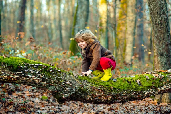 Bambino arrampicata su albero, autunno bambini tempo. — Foto Stock