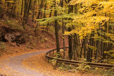 Sonbahar orman manzarası ve sonbahar yaprakları. Sahnedeki patika, sonbahar orman doğası. Akçaağaç sonbahar ağaçlarının yolu yıkılıyor. Yol görünümünü terk eder.
